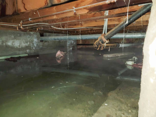 Best Sewage cleanup and water damage restoration  in Hernando, MS